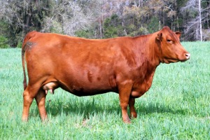 South Polls - the best kept secret in the cattle industry